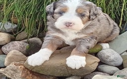 Mini Bernedoodle dogs for sale: Mia - Image 24
