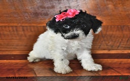 Miniature Poodle dogs for sale: Daisy - Image 1