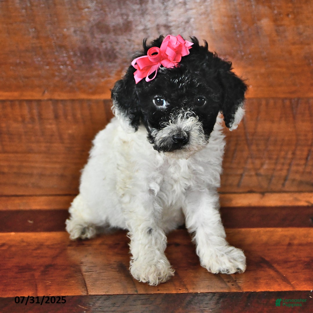 Miniature Poodle dogs for sale: Daisy - Image 1