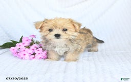 Morkie dogs for sale: Moses - Image 1