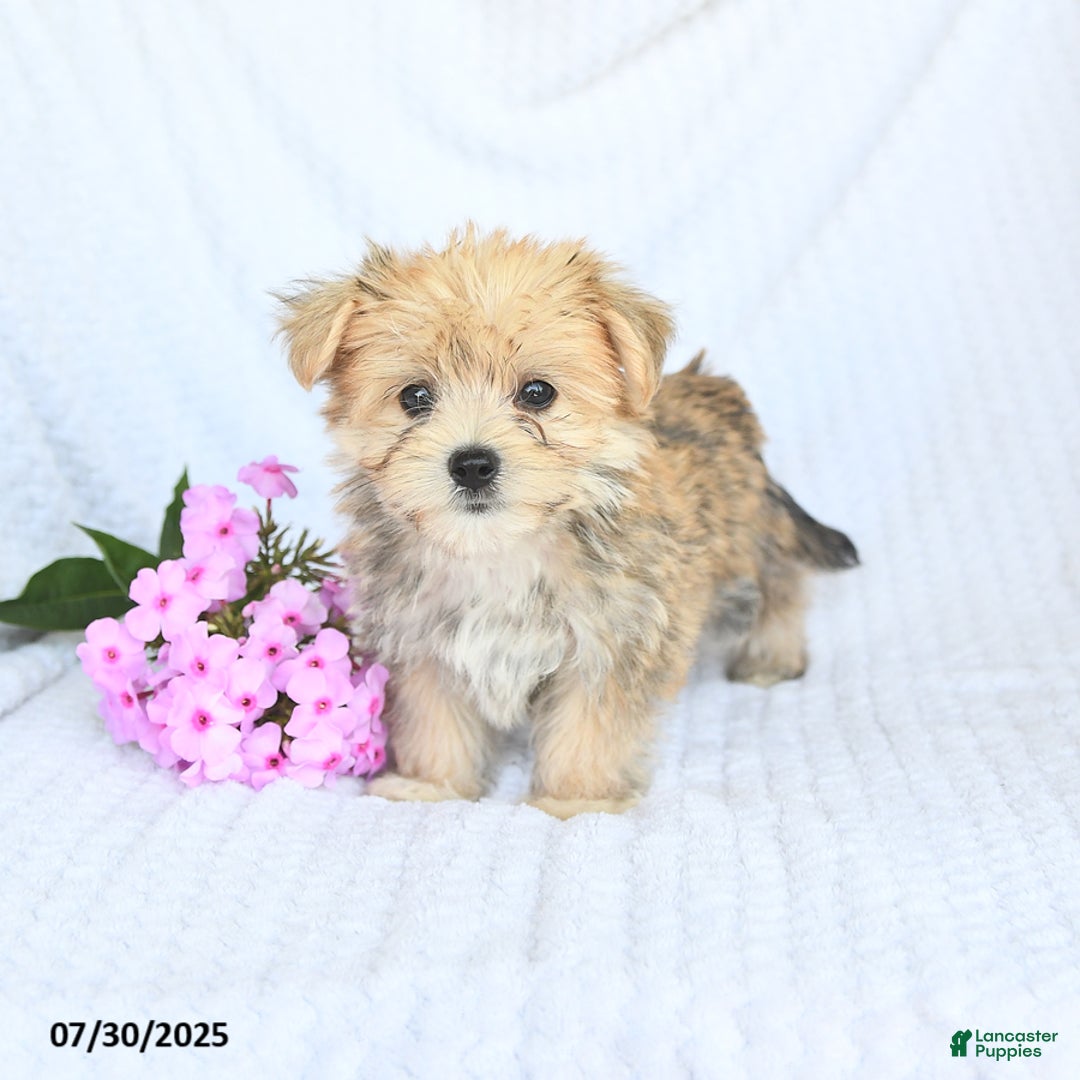 Morkie dogs for sale: Moses - Image 1