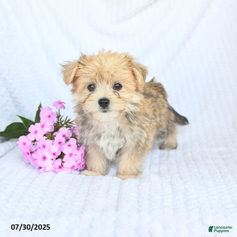 Morkie dogs for sale - Ad 4