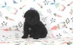 Toy Poodle dogs for sale: Bennet - Image 3
