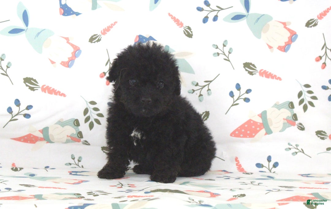 Toy Poodle dogs for sale: Bennet - Image 3
