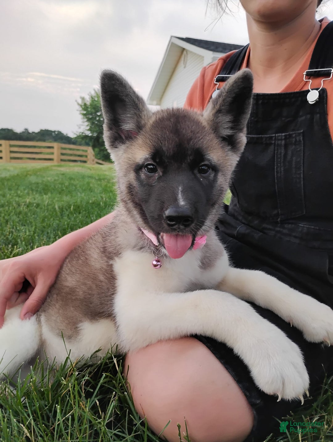 categoriesInfo:categoryAttributeOptions.pets.dogs.breed.akita dogs for sale: Akc Molly - Image 5