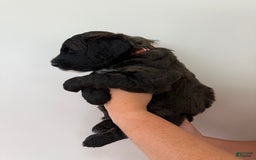Bernedoodle dogs for sale: Orange Boy - Image 2