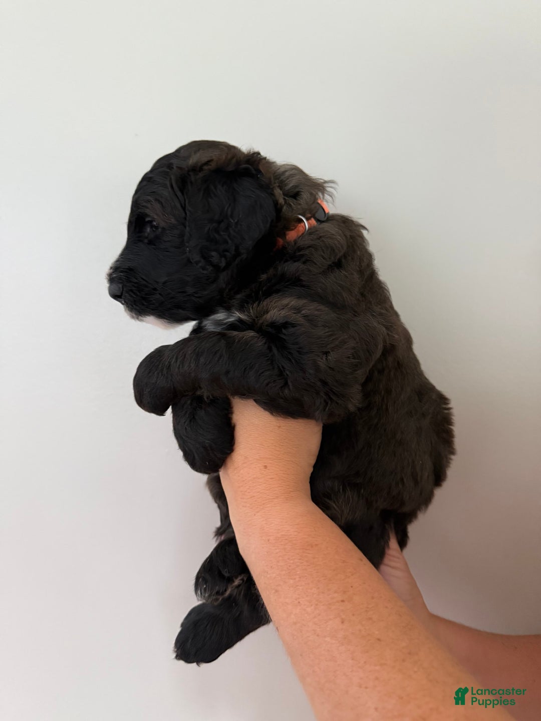 Bernedoodle dogs for sale: Orange Boy - Image 2