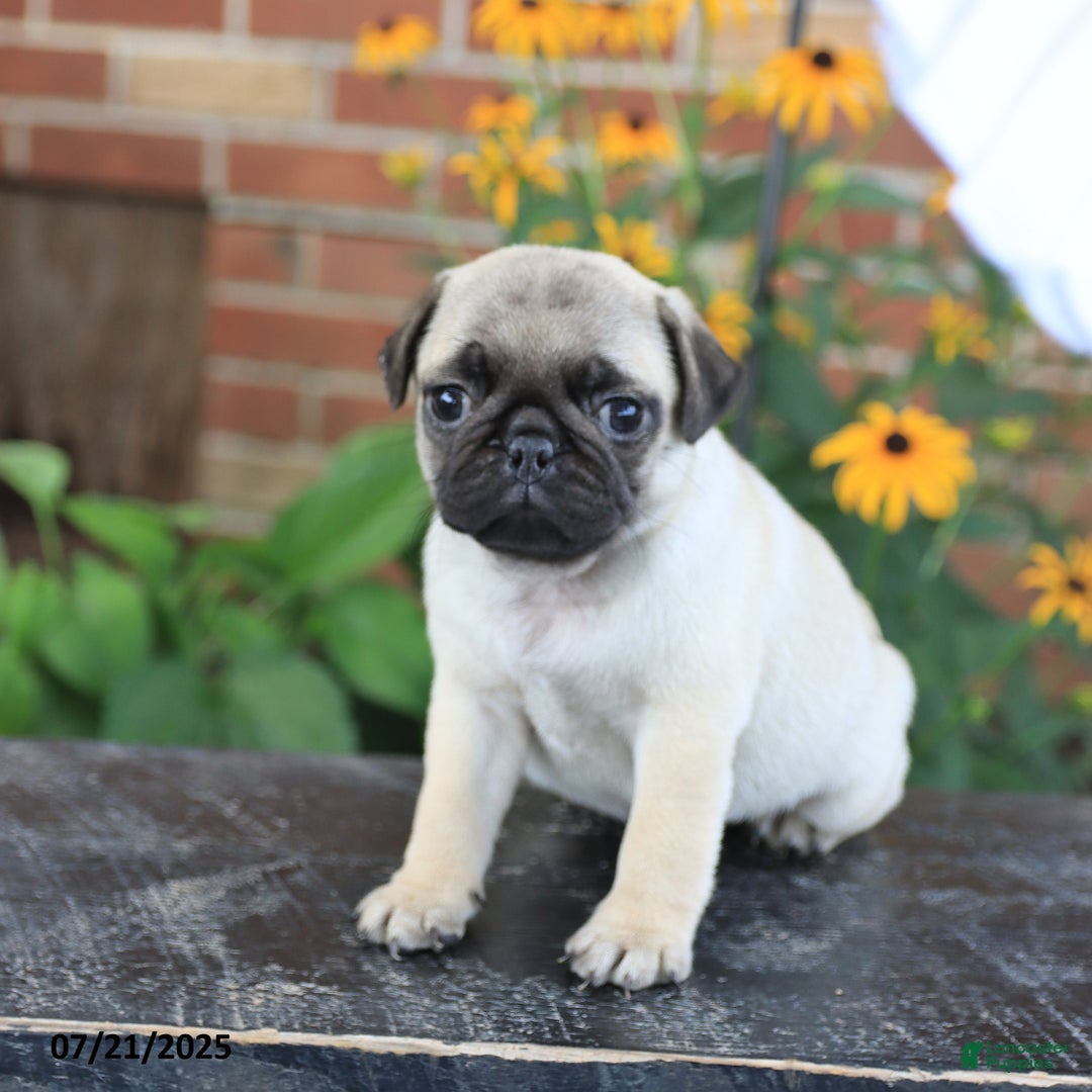 Pug dogs for sale: Button - Image 4