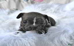 Frenchton dogs for sale: Ranger - Image 1