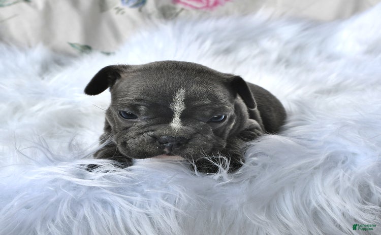 Frenchton dogs for sale - Ad 1