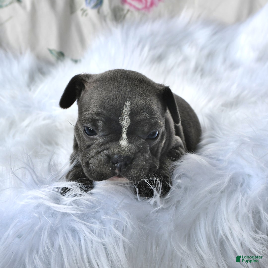 Frenchton dogs for sale: Ranger - Image 1