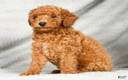 Miniature Poodle dogs for sale: Destiny - Image 4