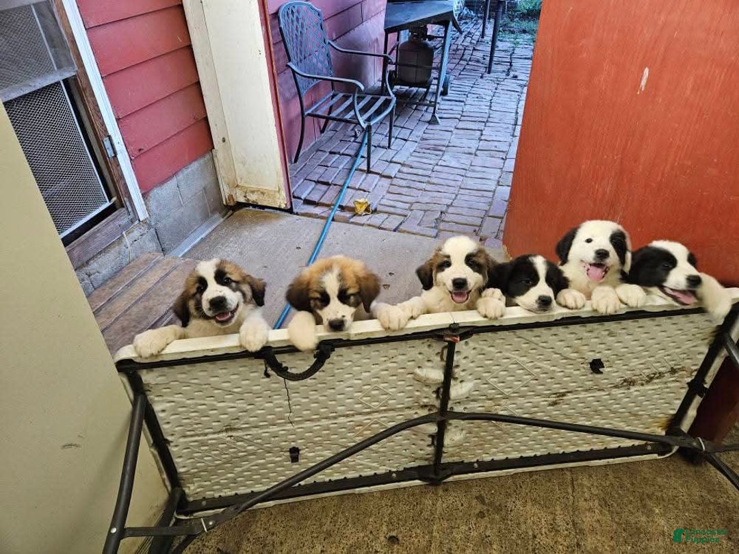 Great Pyrenees dogs for sale: Trish - Image 4
