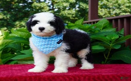 Sheepadoodle dogs for sale: Oreo - Image 4