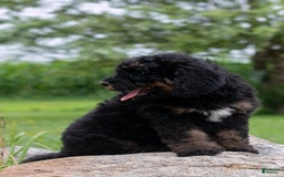 Bernedoodle dogs for sale: Ginger - Image 1