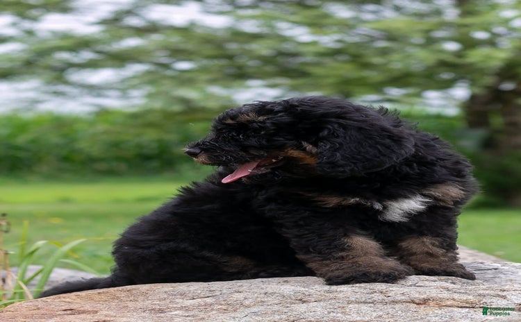 Bernedoodle dogs for sale - Ad 3