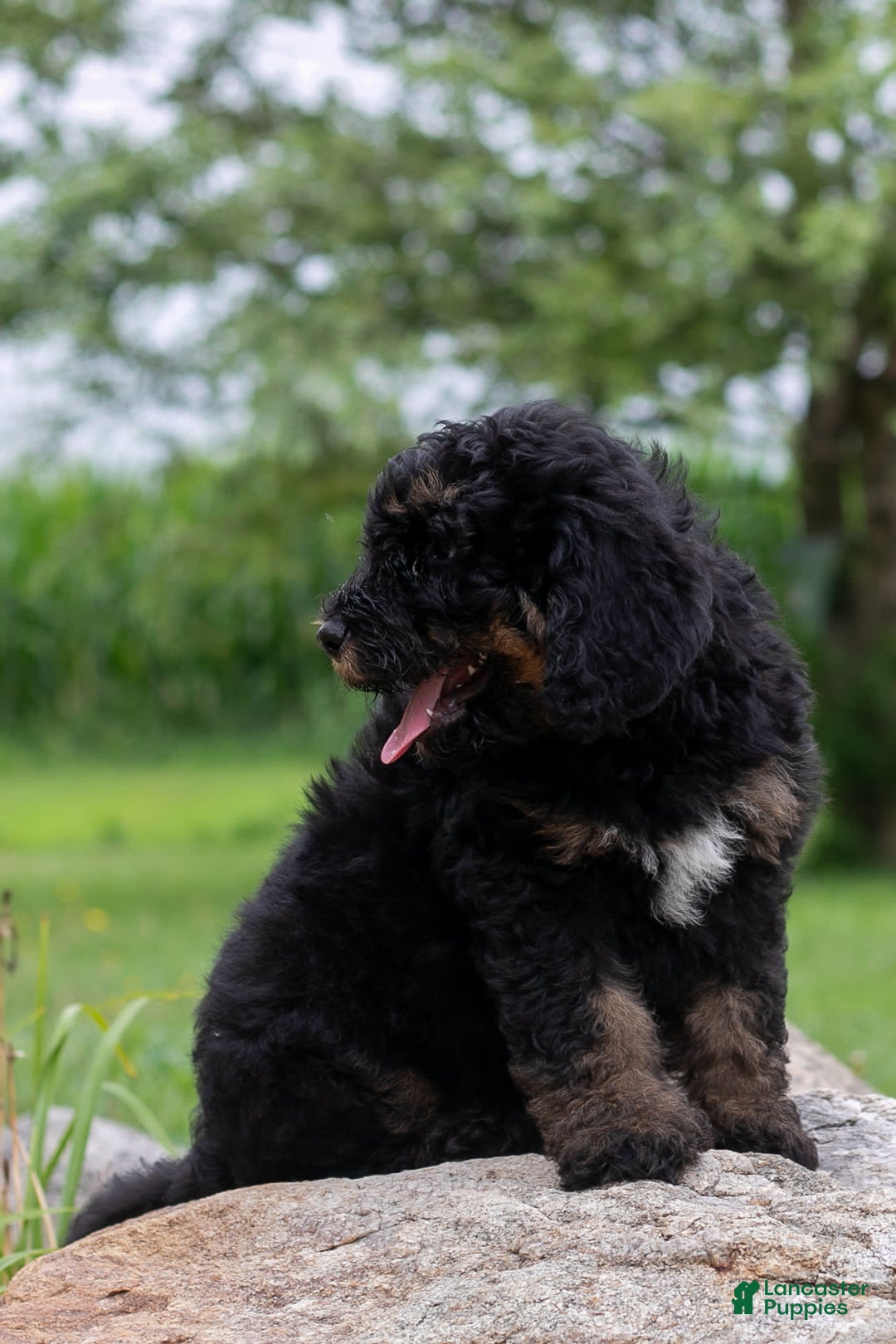 Bernedoodle dogs for sale: Ginger - Image 1