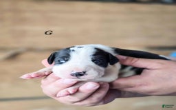 Great Dane dogs for sale: Layla - Image 3