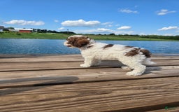 Shihpoo dogs for sale: Adam - Image 2