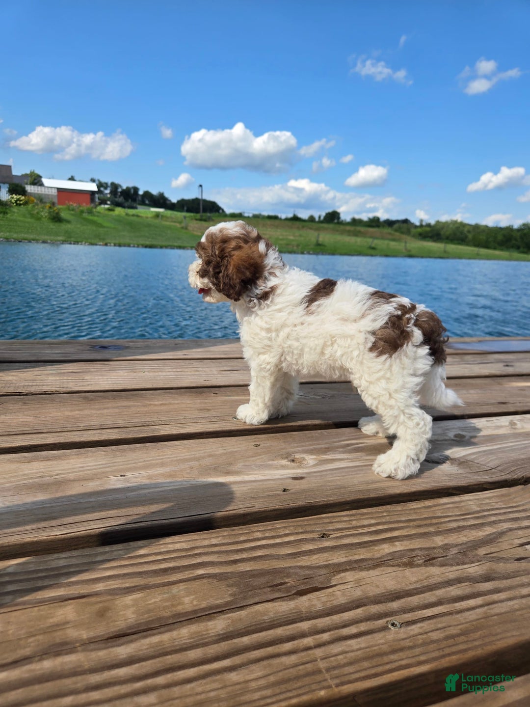 Shihpoo dogs for sale: Adam - Image 2