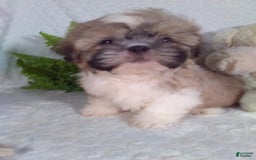 Shih Tzu dogs for sale: Hunter - Image 6
