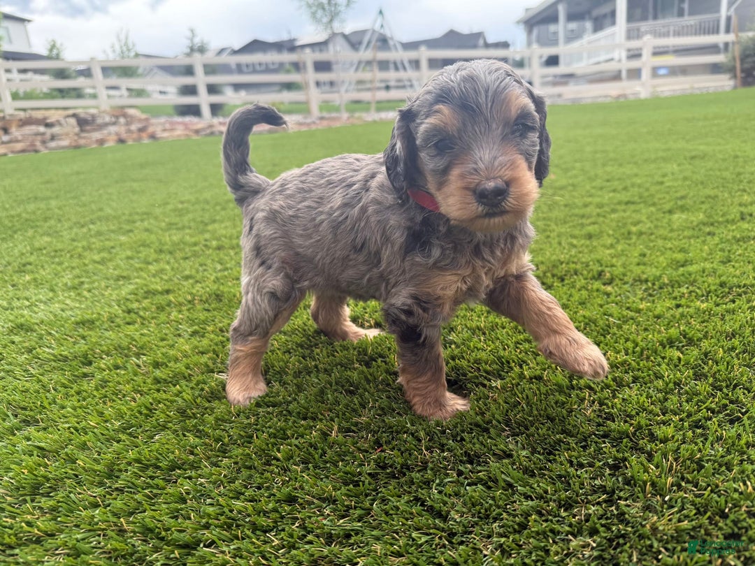 Bernedoodle dogs for sale: 3 - Image 7