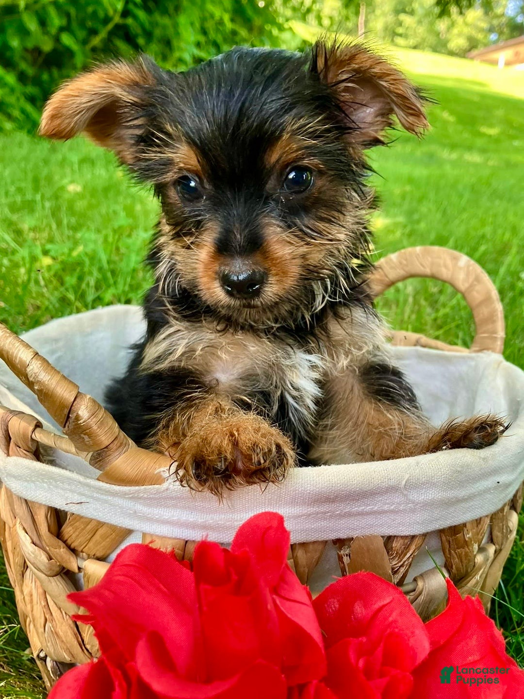 Yorkshire Terrier dogs for sale: Duke - Image 3