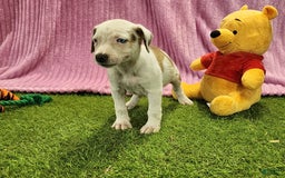 Catahoula Leopard Dog dogs for sale: Duchess 2025 Female 1 - Image 5