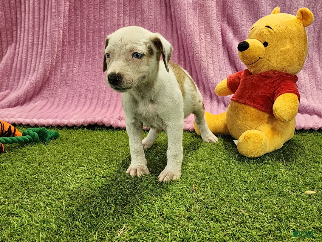 Catahoula Leopard Dog dogs for sale: Duchess 2025 Female 1 - Image 5