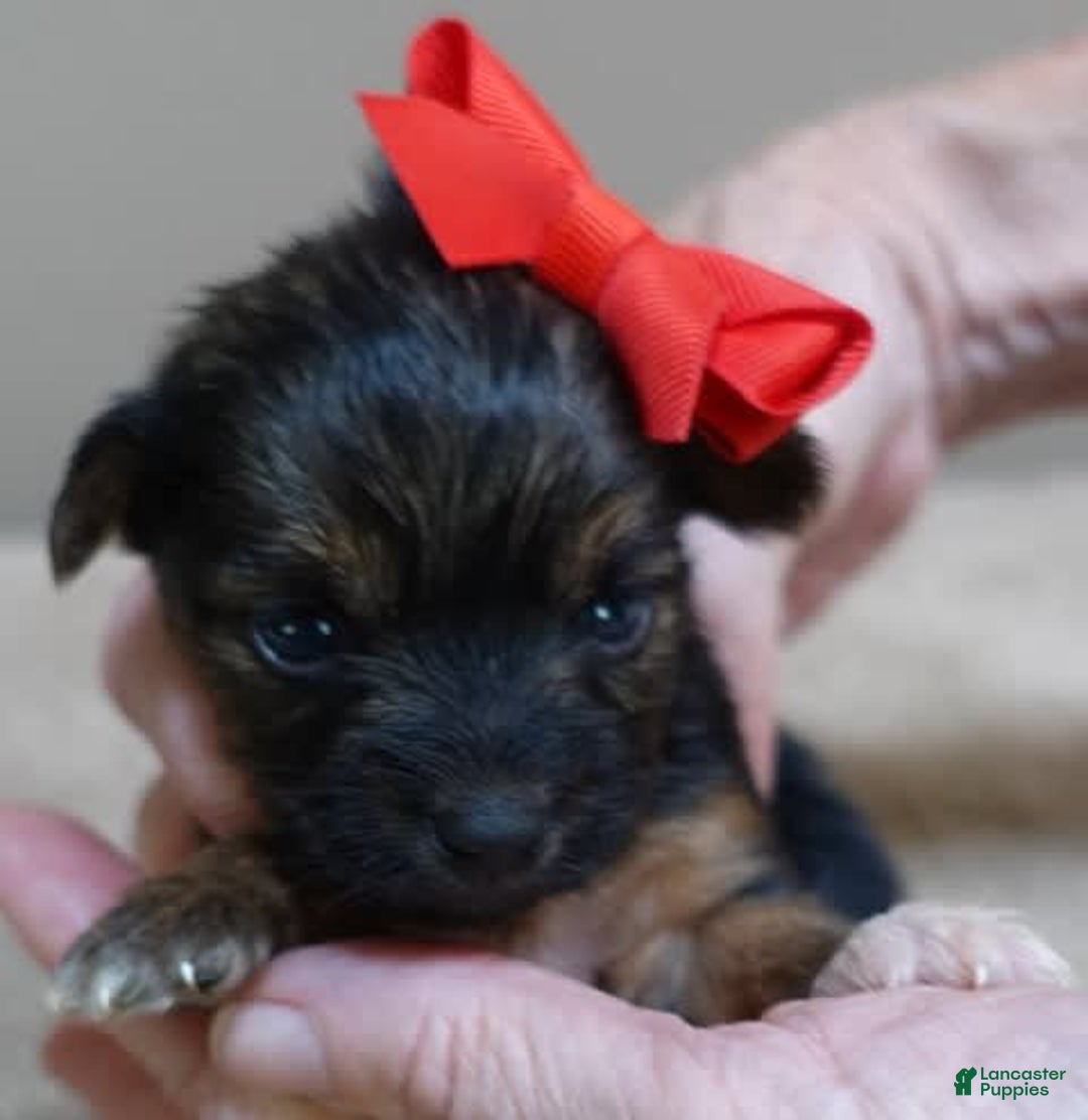 Yorkshire Terrier dogs for sale: Nessie - Image 20