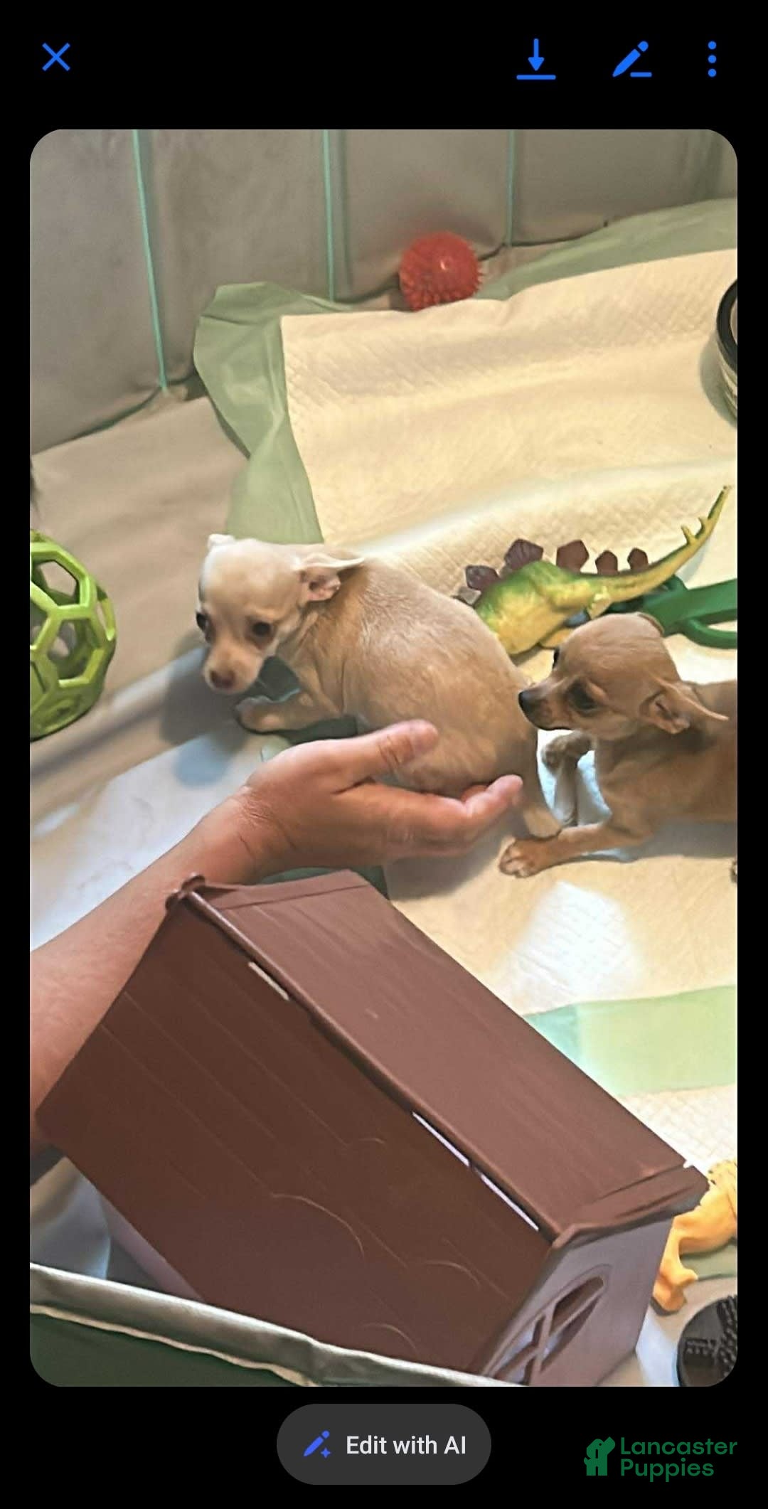 Chihuahua dogs for sale: Minnie - Image 5