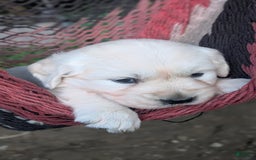 Golden Retriever dogs for sale: Sage - Image 1
