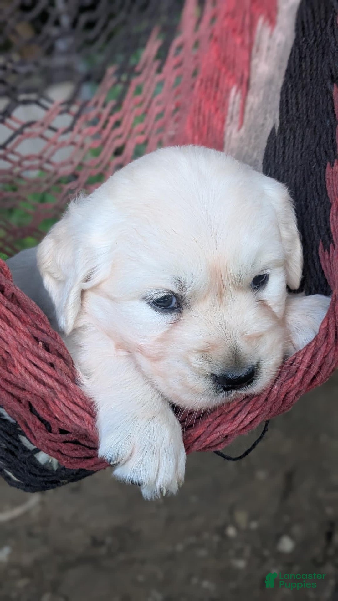 Golden Retriever dogs for sale: Sage - Image 1