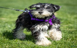Miniature Schnauzer dogs for sale: Belle - Image 3