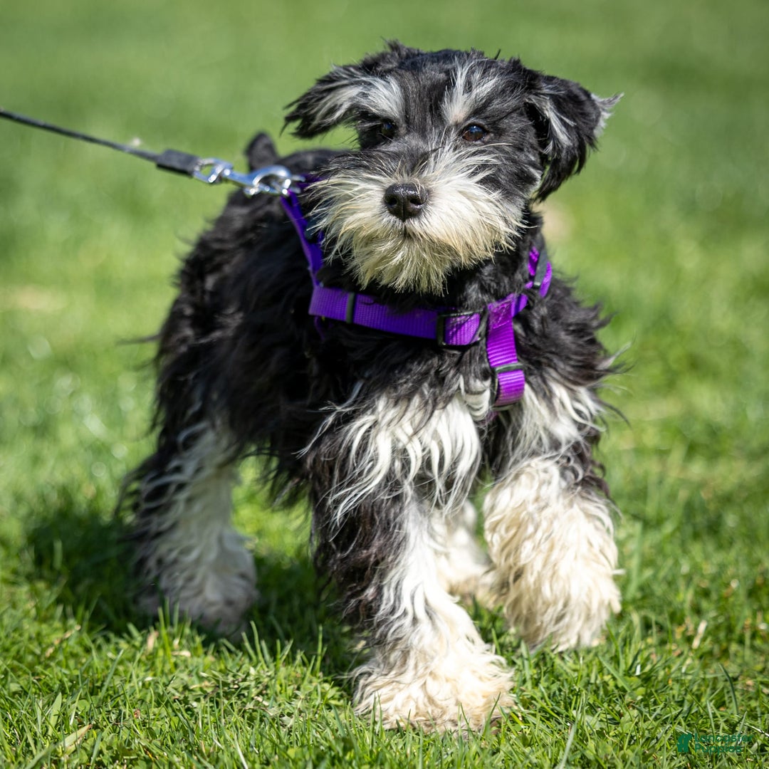 Miniature Schnauzer dogs for sale: Belle - Image 3