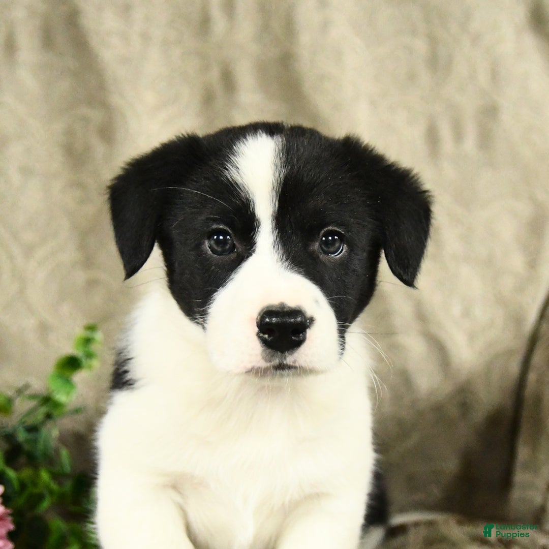 Bernese Mountain Dog dogs for sale: Flo - Image 5