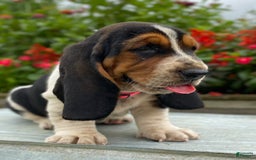 Basset Hound dogs for sale: Sally - Image 12