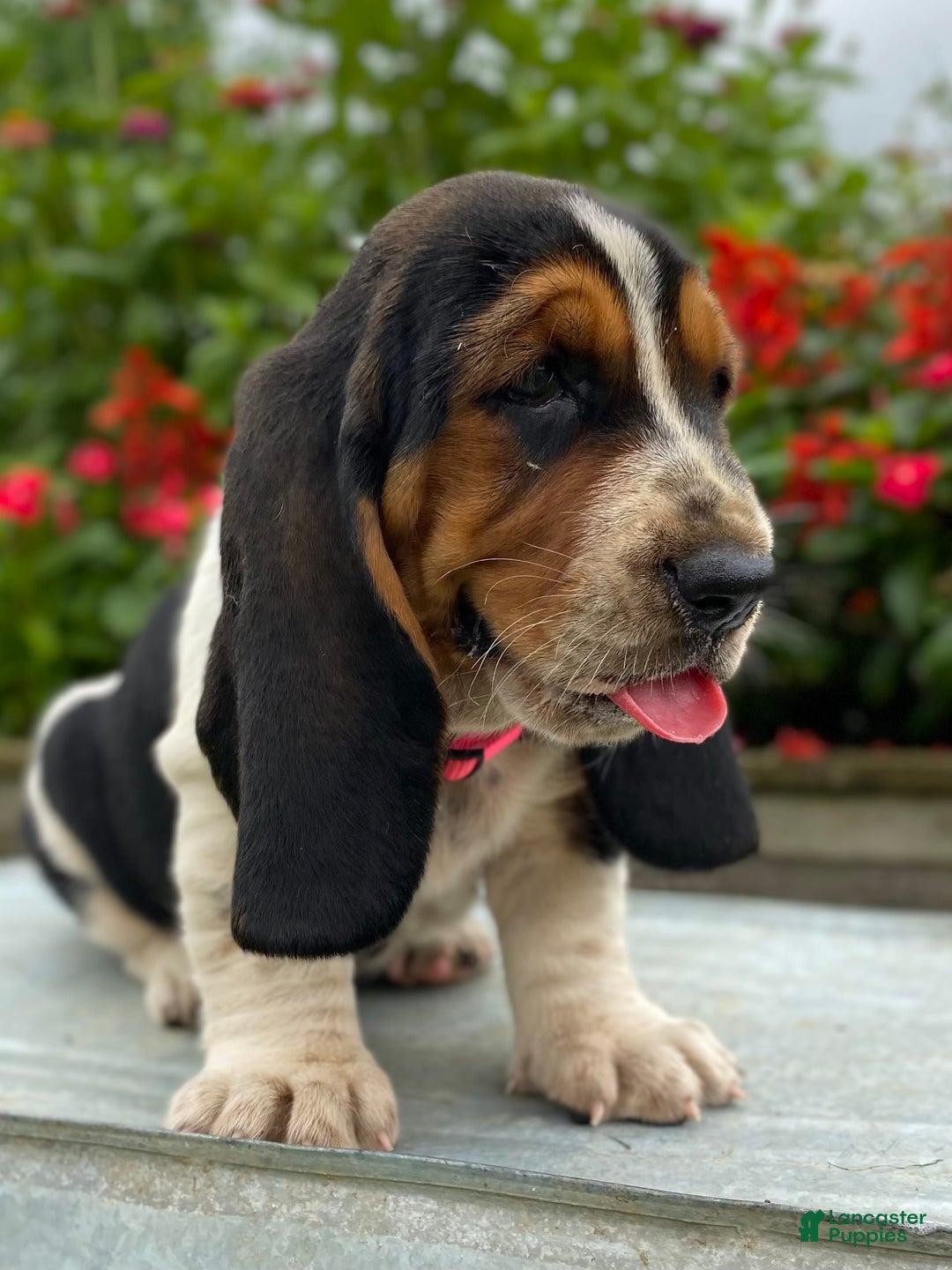 Basset Hound dogs for sale: Sally - Image 12