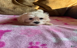 Maltipoo dogs for sale: Ariel - Image 1