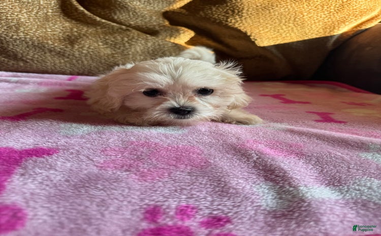 Maltipoo dogs for sale - Ad 1
