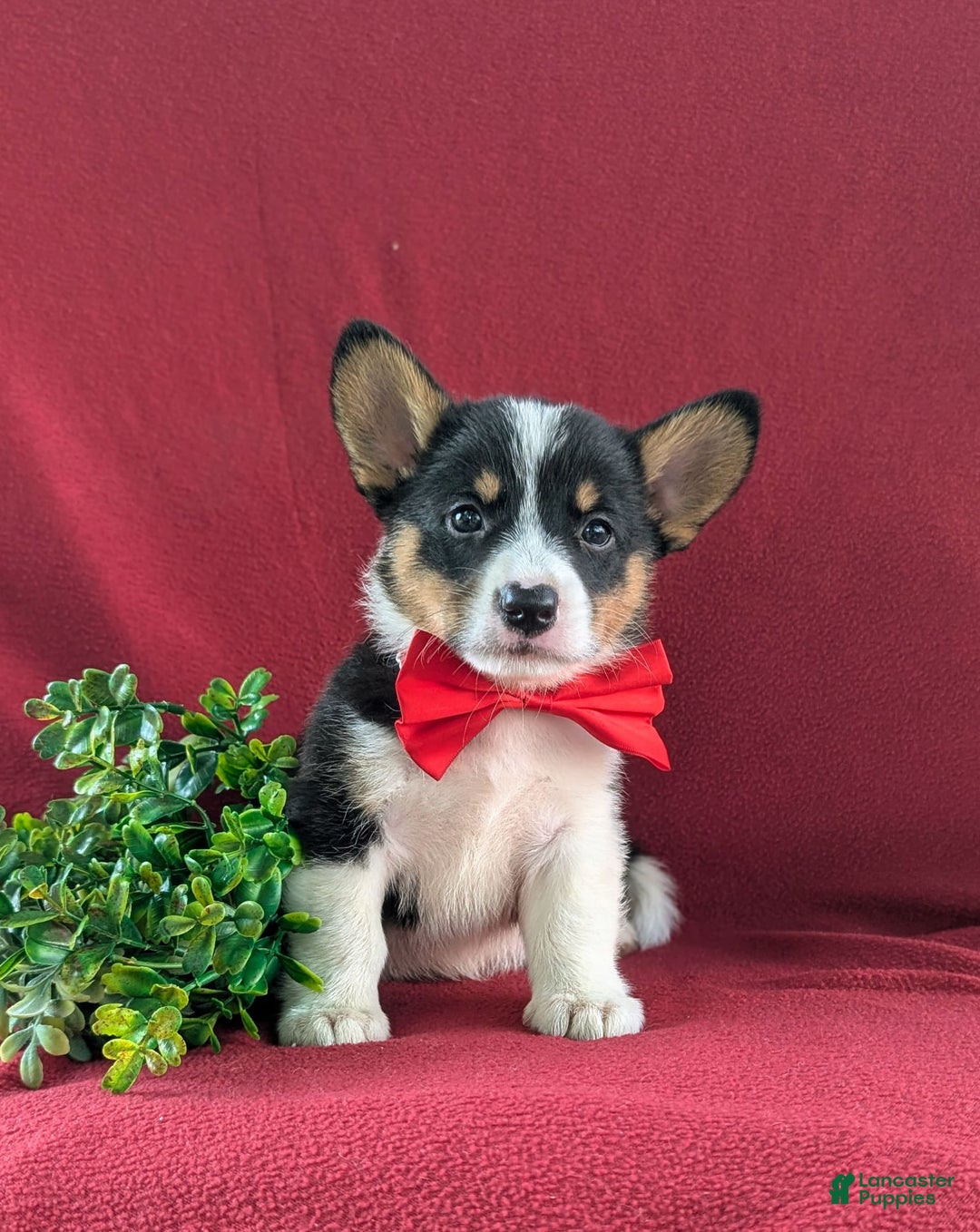 Welsh Corgi Pembroke dogs for sale: Kendrik - Image 2