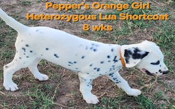 Dalmatian dogs for sale: Peppers Orange Girl - Image 9
