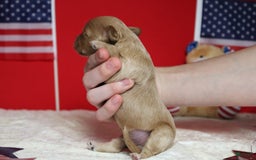 Cavapoo dogs for sale: Phoenix - Image 20