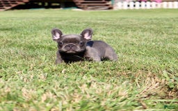 French Bulldog dogs for sale: Baxter - Image 2