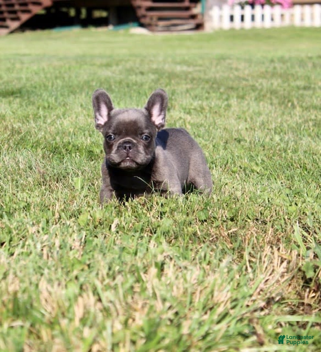 French Bulldog dogs for sale: Baxter - Image 2