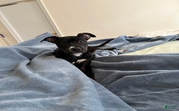 American Pit Bull Terrier dogs for sale: Shadow - Image 2