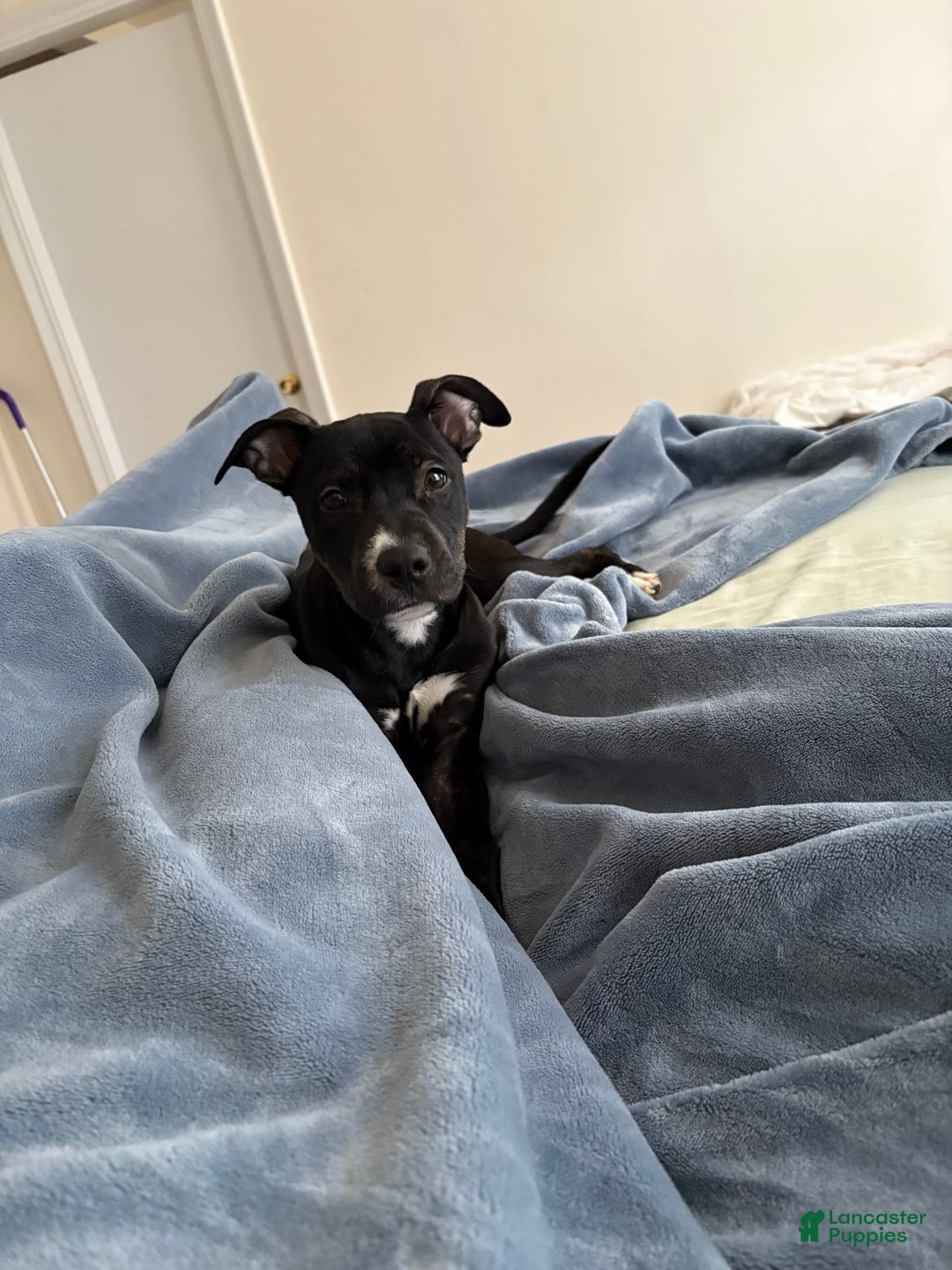 American Pit Bull Terrier dogs for sale: Shadow - Image 2