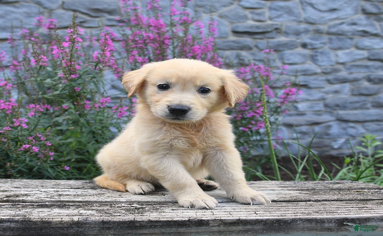Golden Retriever dogs for sale - Ad 3