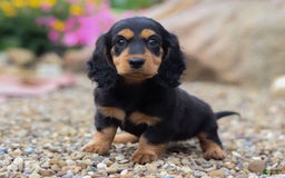 Miniature Dachshund dogs for sale: Dory - Image 1
