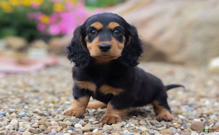 Miniature Dachshund dogs for sale - Ad 2